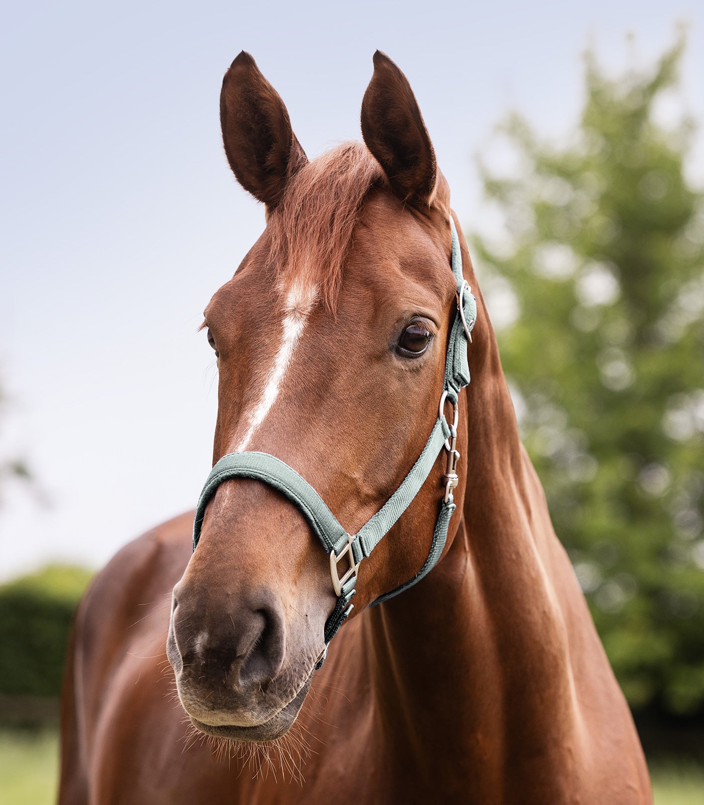 WALDHAUSEN Halfter Satin, VB