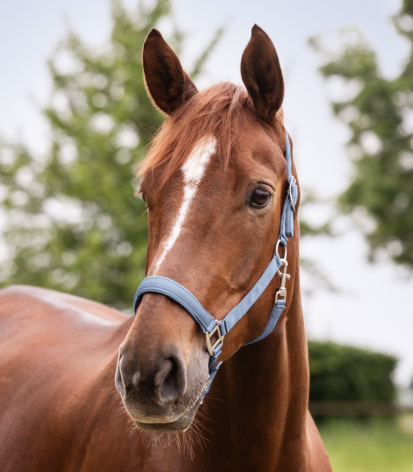 WALDHAUSEN Halfter Satin, VB